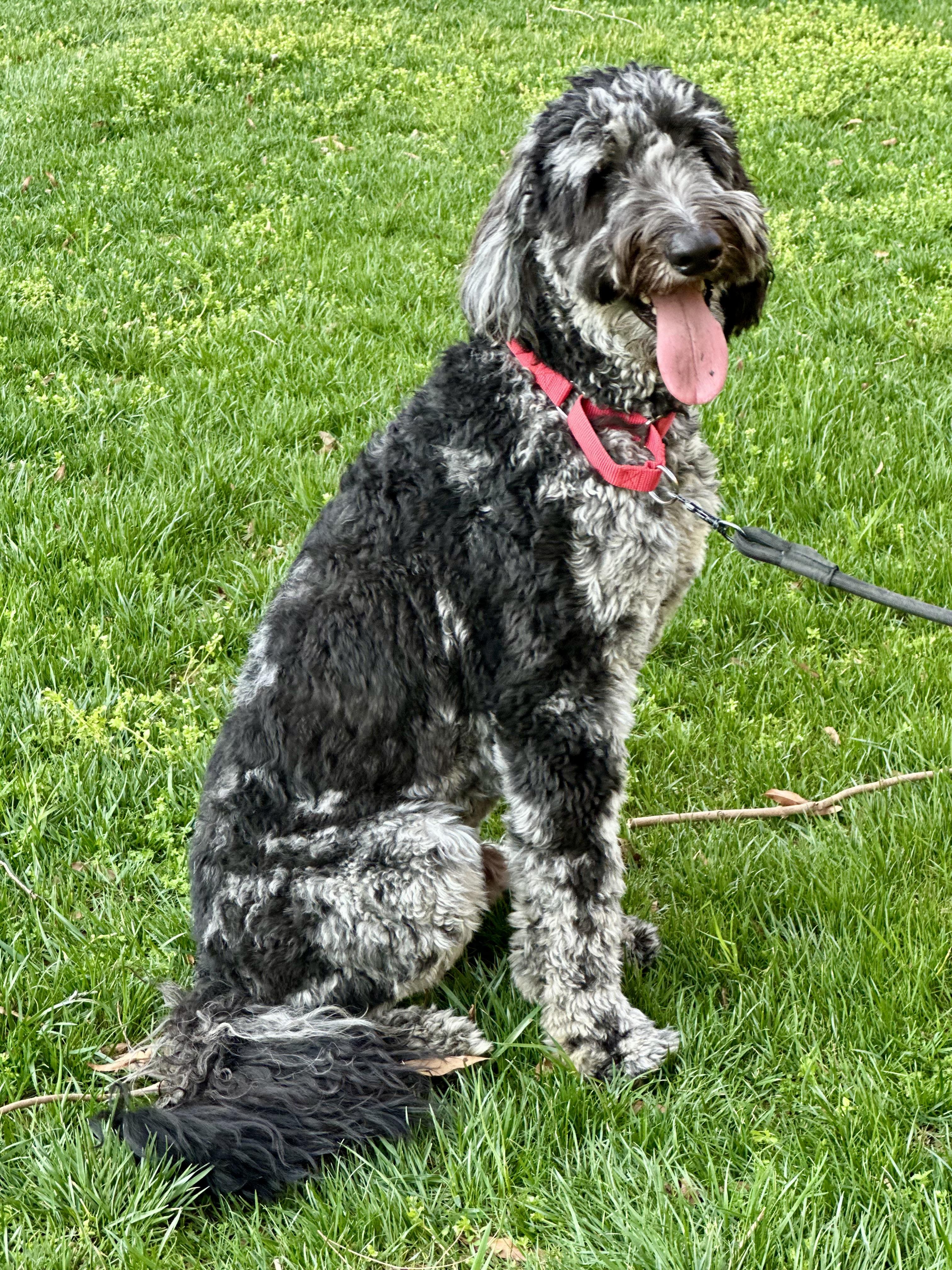 Banx, adopted, Young Male Aussiedoodle.