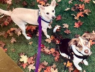 Goldie and Katie, Adoptable, Adult Female Chihuahua & Terrier.