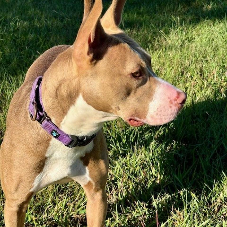 Princess Hokey Pokey, Adoptable, Adult Female Mixed Breed & Mixed Breed.