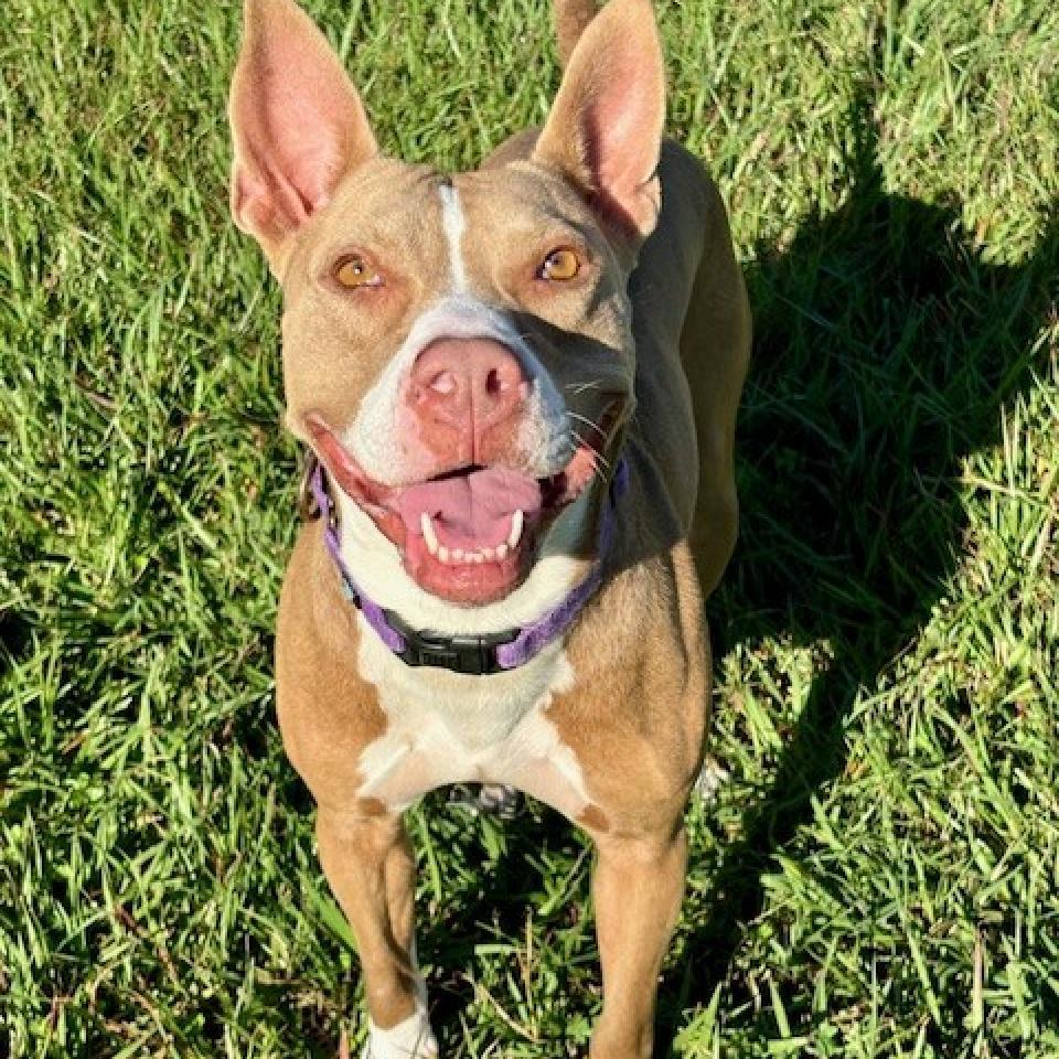 Enlarge Princess Hokey Pokey, a Adoptable mixed breed in League City, TX image 2/6