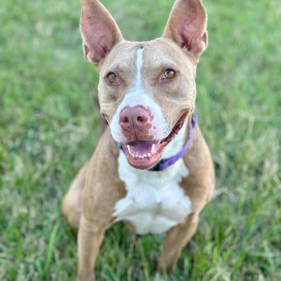 Enlarge Princess Hokey Pokey, a Adoptable mixed breed in League City, TX image 3/6