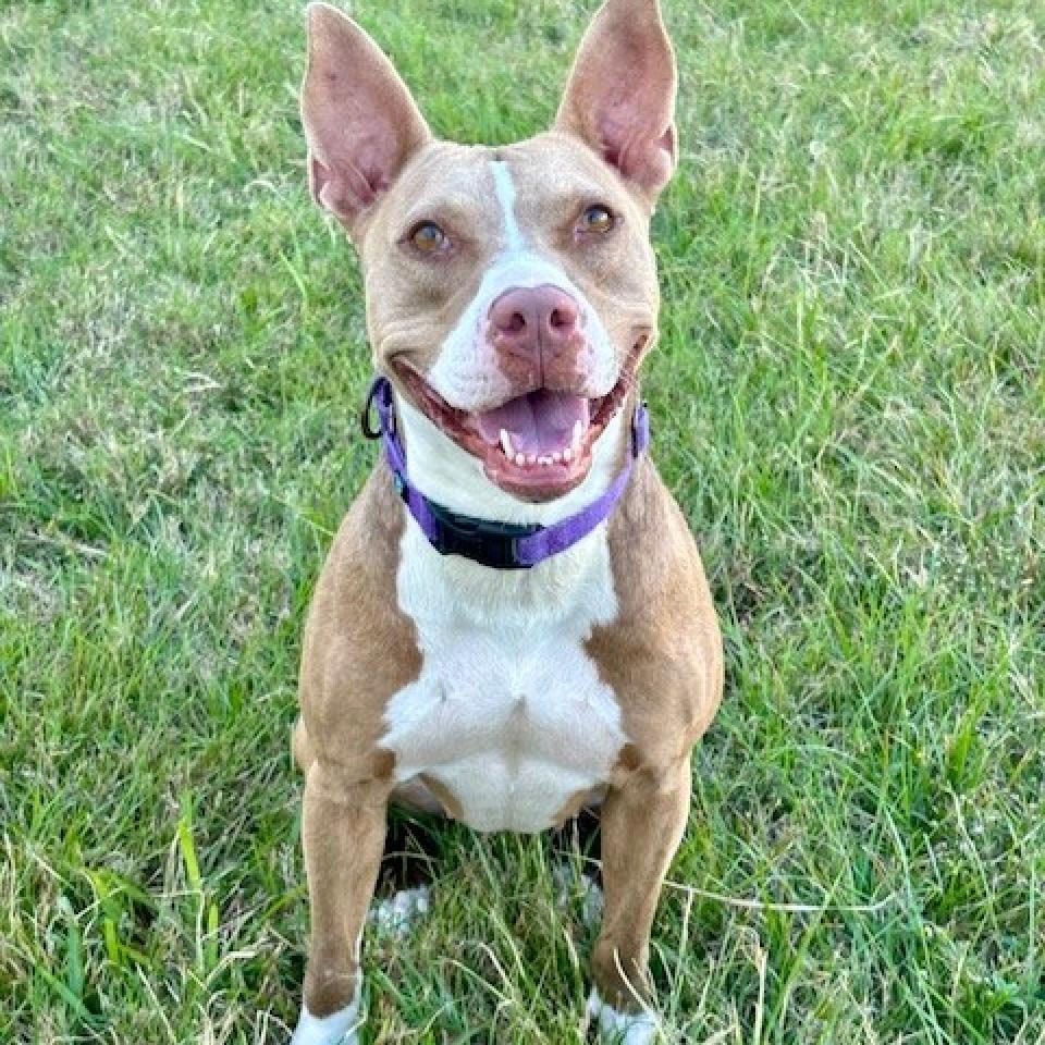 Enlarge Princess Hokey Pokey, a Adoptable mixed breed in League City, TX image 4/6