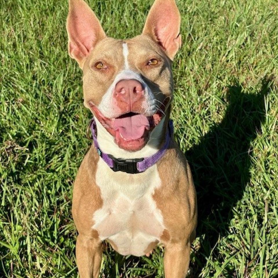 Enlarge Princess Hokey Pokey, a Adoptable mixed breed in League City, TX image 5/6