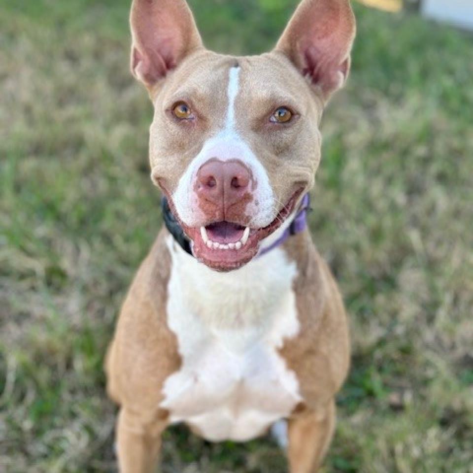 Enlarge Princess Hokey Pokey, a Adoptable mixed breed in League City, TX image 6/6