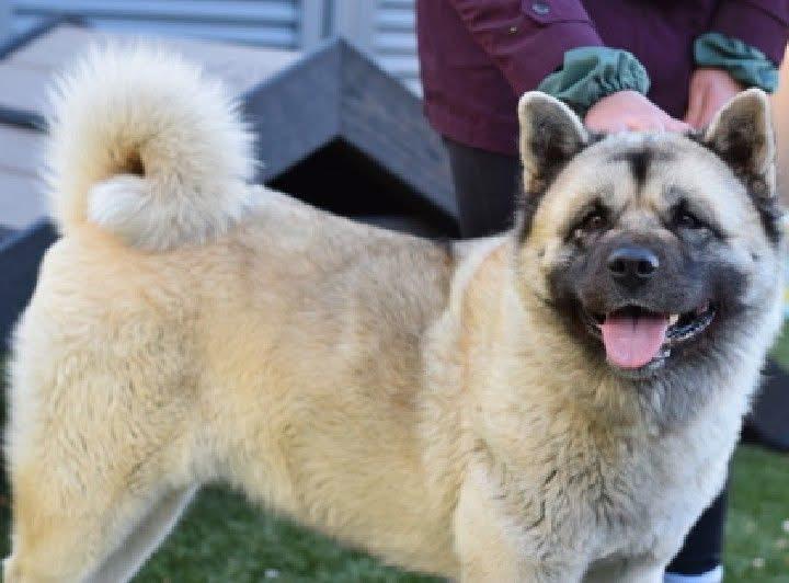 Mittens , ADOPTABLE, Adult Female Akita.