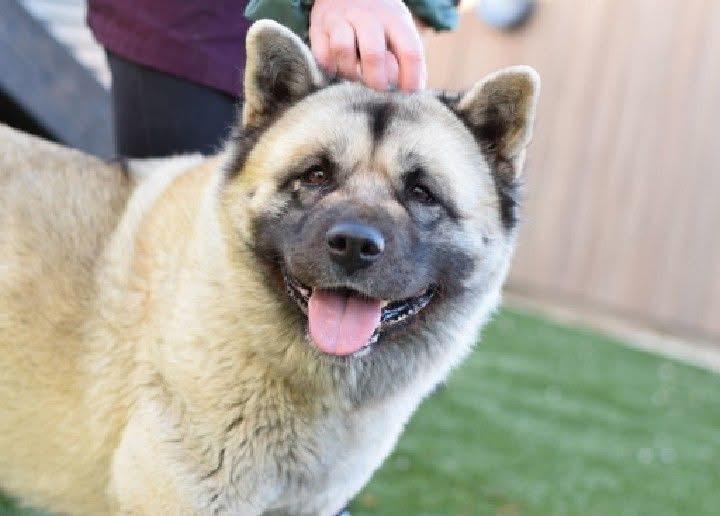 Enlarge Mittens , a ADOPTABLE Akita in Toms River, NJ image 2/3