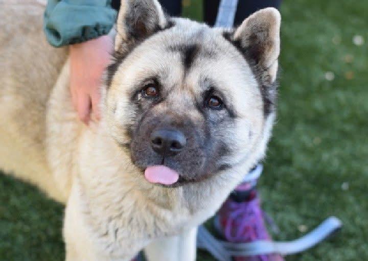 Enlarge Mittens , a ADOPTABLE Akita in Toms River, NJ image 3/3