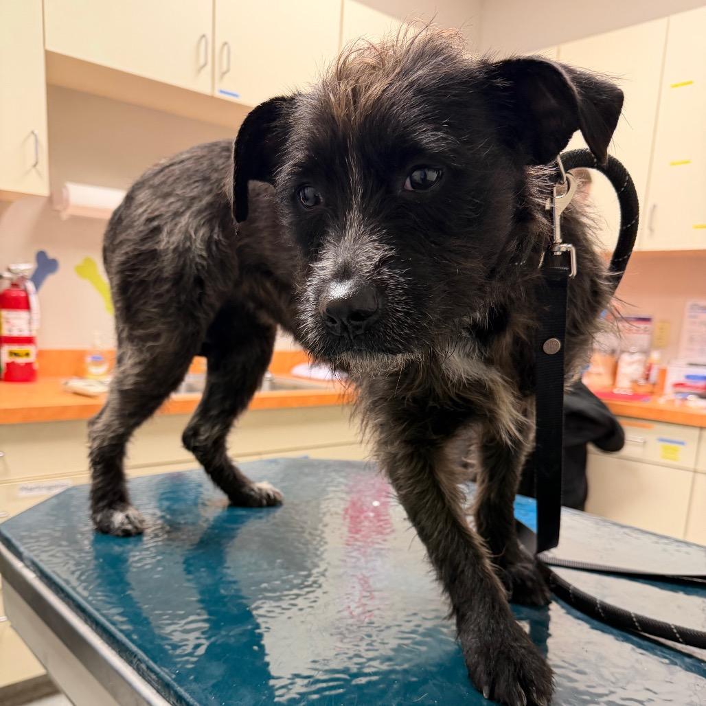 Cookie, Adoptable, Adult Female Mixed Breed.