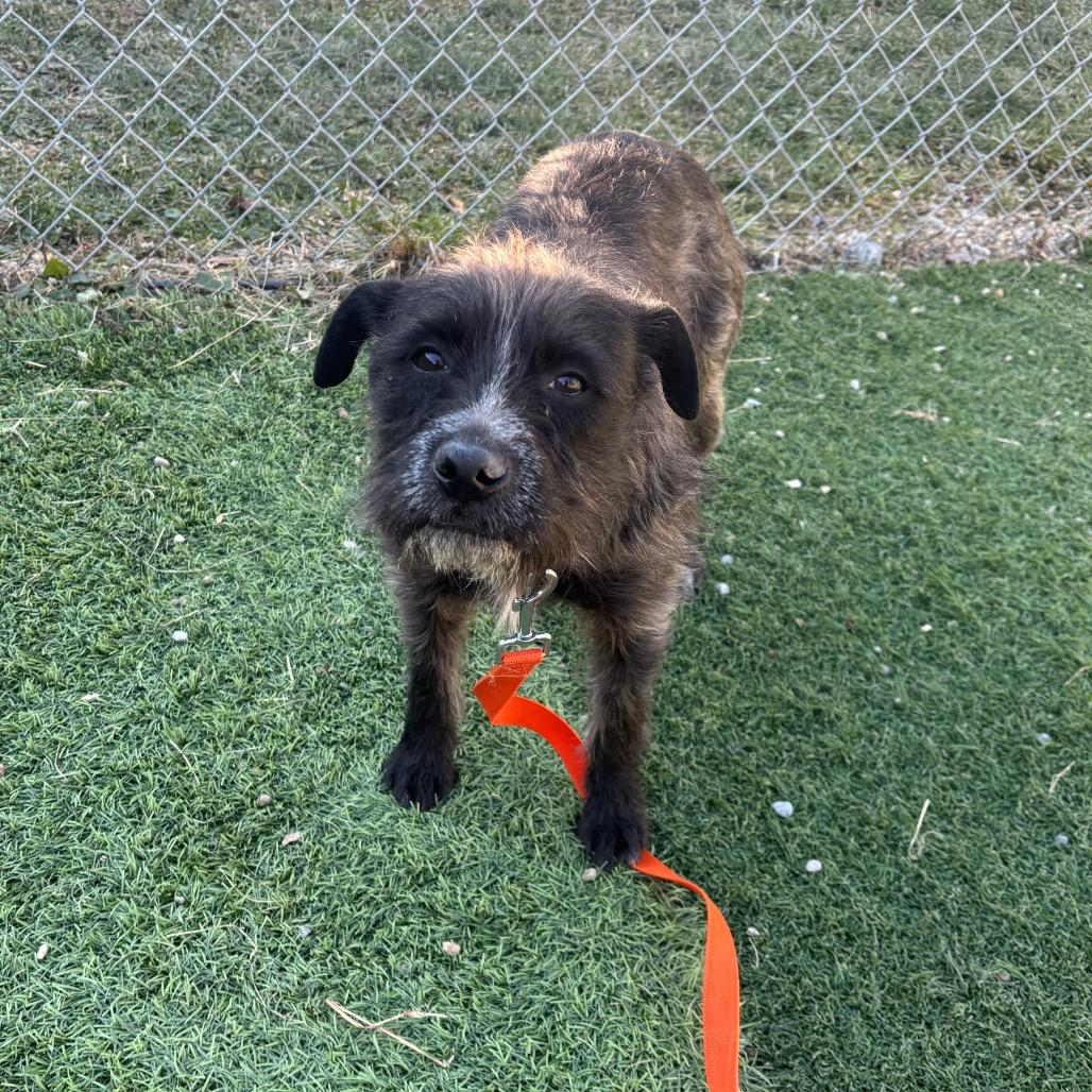 Enlarge Cookie, a Adoptable Mixed Breed in Batavia, OH image 2/2