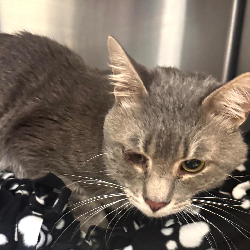 Enlarge Mr. Moonlight, a Adoptable Domestic Short Hair in Wheeling, IL image 1/6