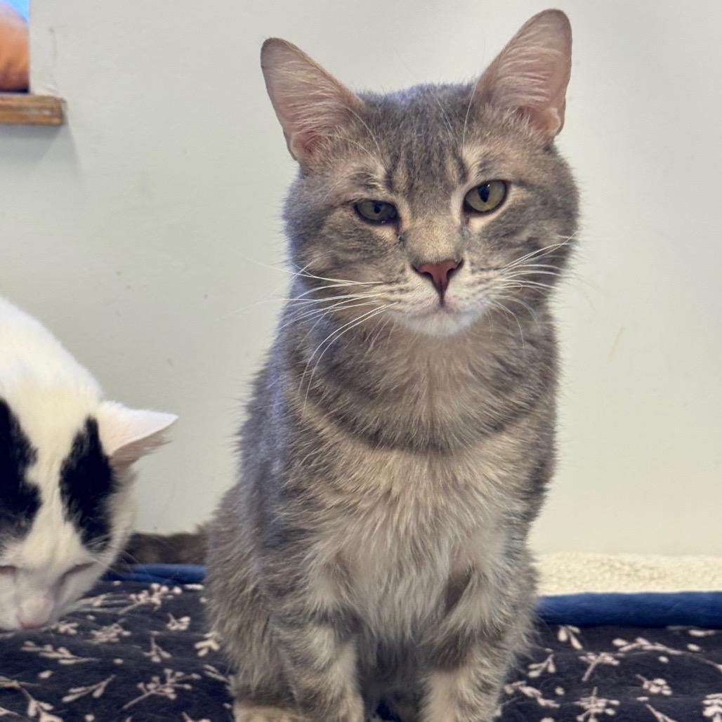 Enlarge Mr. Moonlight, a Adoptable Domestic Short Hair in Wheeling, IL image 2/6