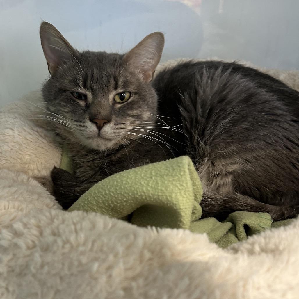 Enlarge Mr. Moonlight, a Adoptable Domestic Short Hair in Wheeling, IL image 3/6