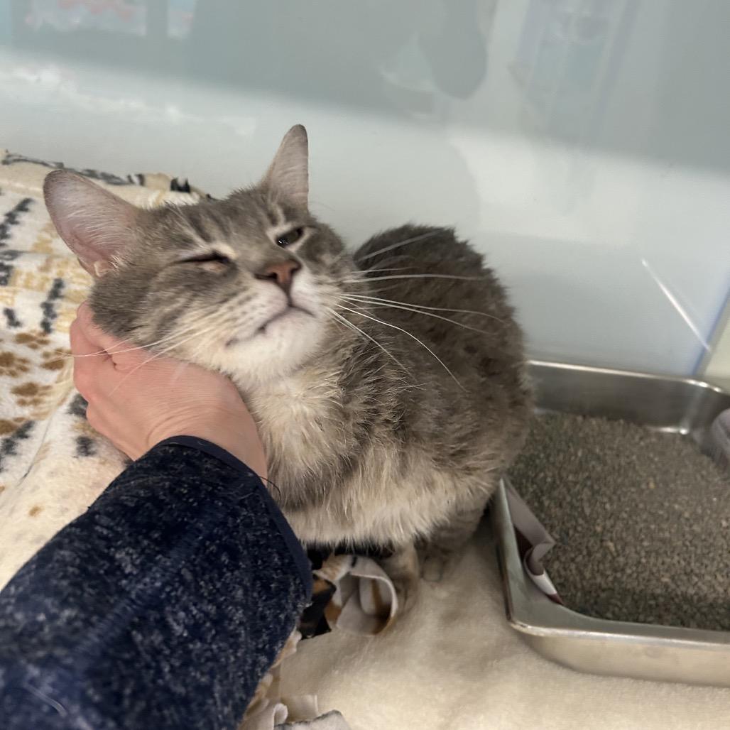 Enlarge Mr. Moonlight, a Adoptable Domestic Short Hair in Wheeling, IL image 4/6