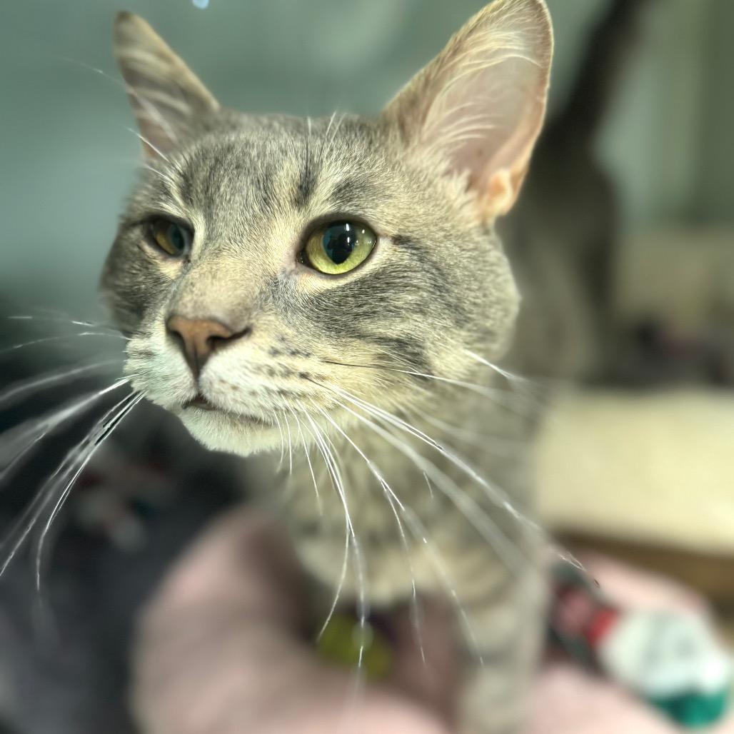 Enlarge Mr. Moonlight, a Adoptable Domestic Short Hair in Wheeling, IL image 5/6