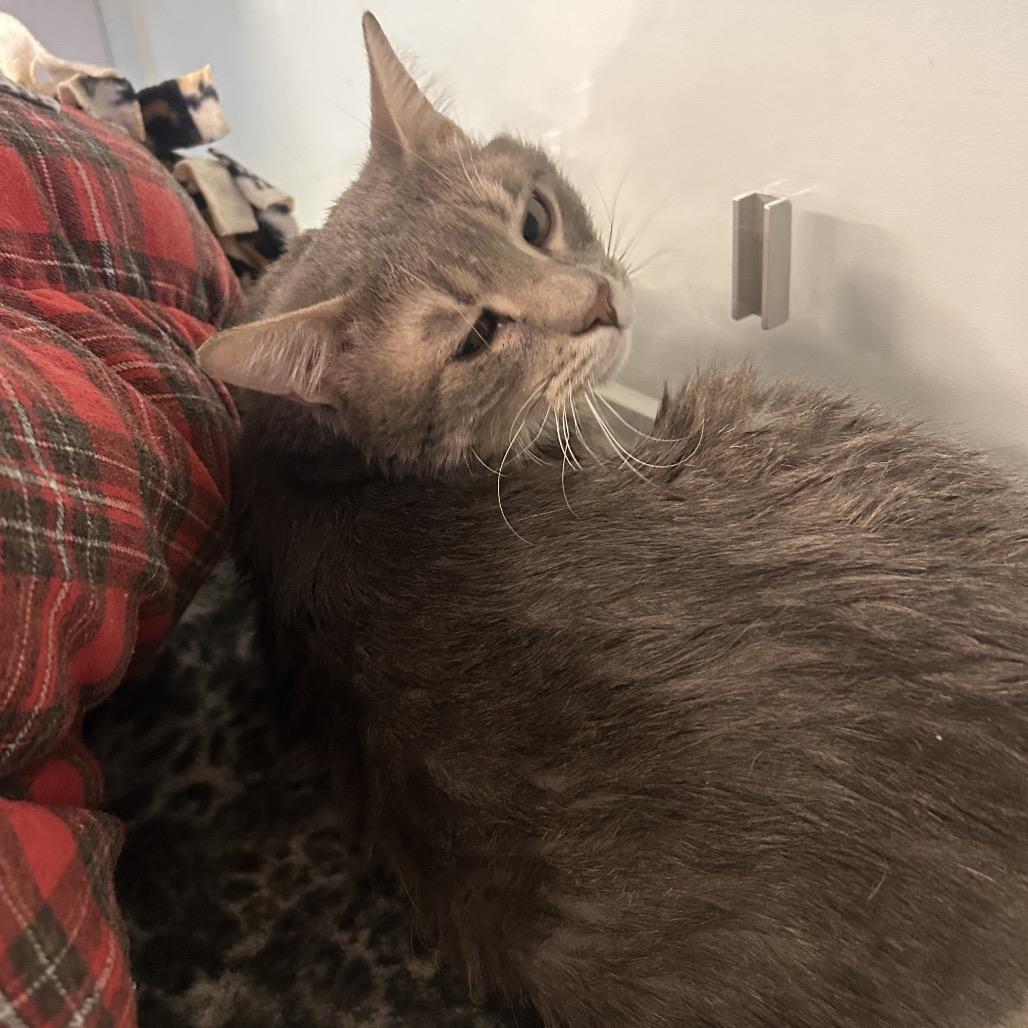 Enlarge Mr. Moonlight, a Adoptable Domestic Short Hair in Wheeling, IL image 6/6