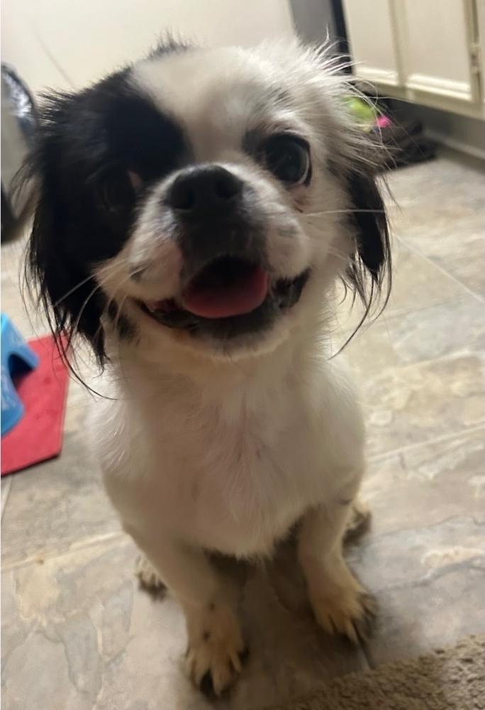 Dopper, Adoptable, Adult Male Japanese Chin.