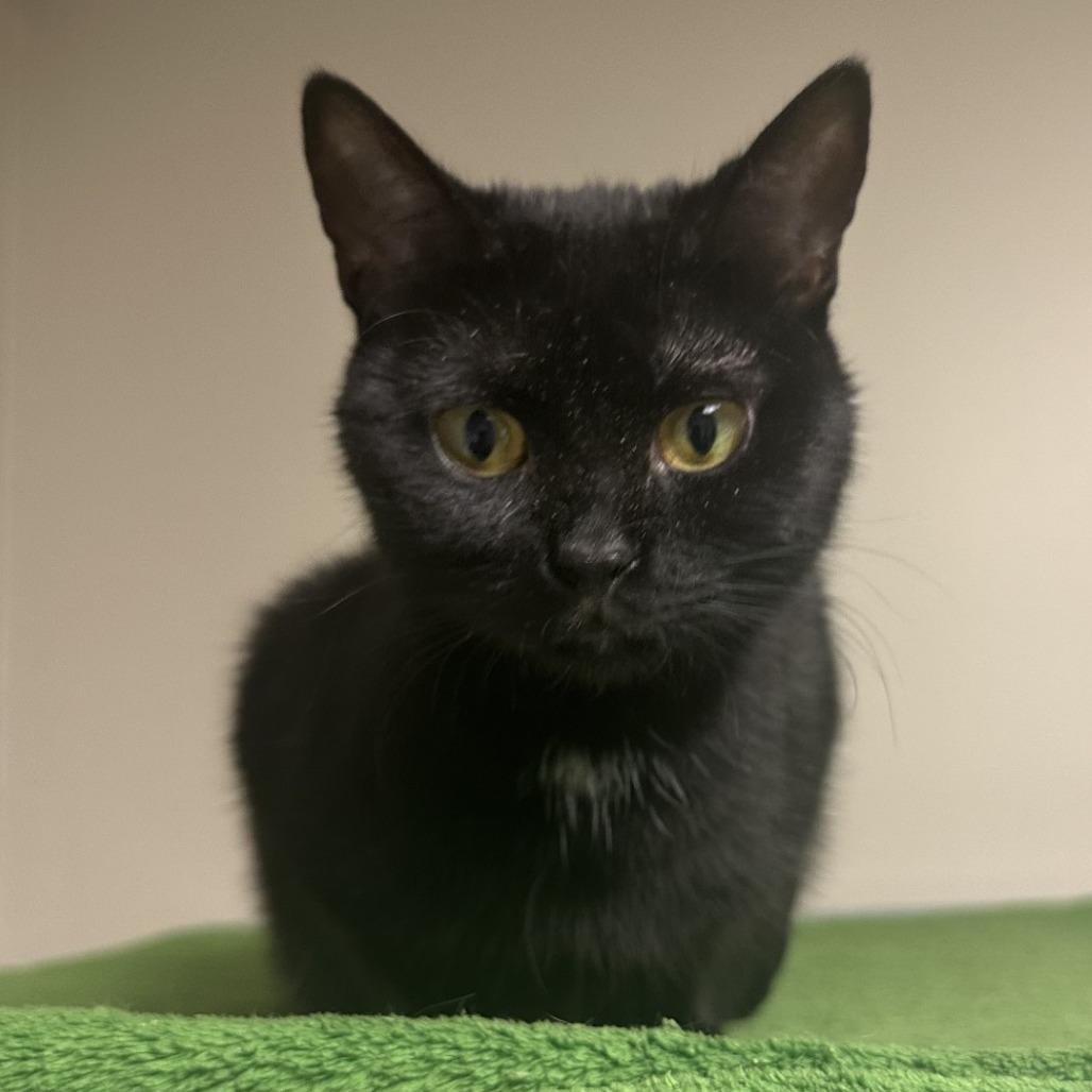 Enlarge Tinkerbell, a Adoptable mixed breed in Blue Ridge, GA image 1/2