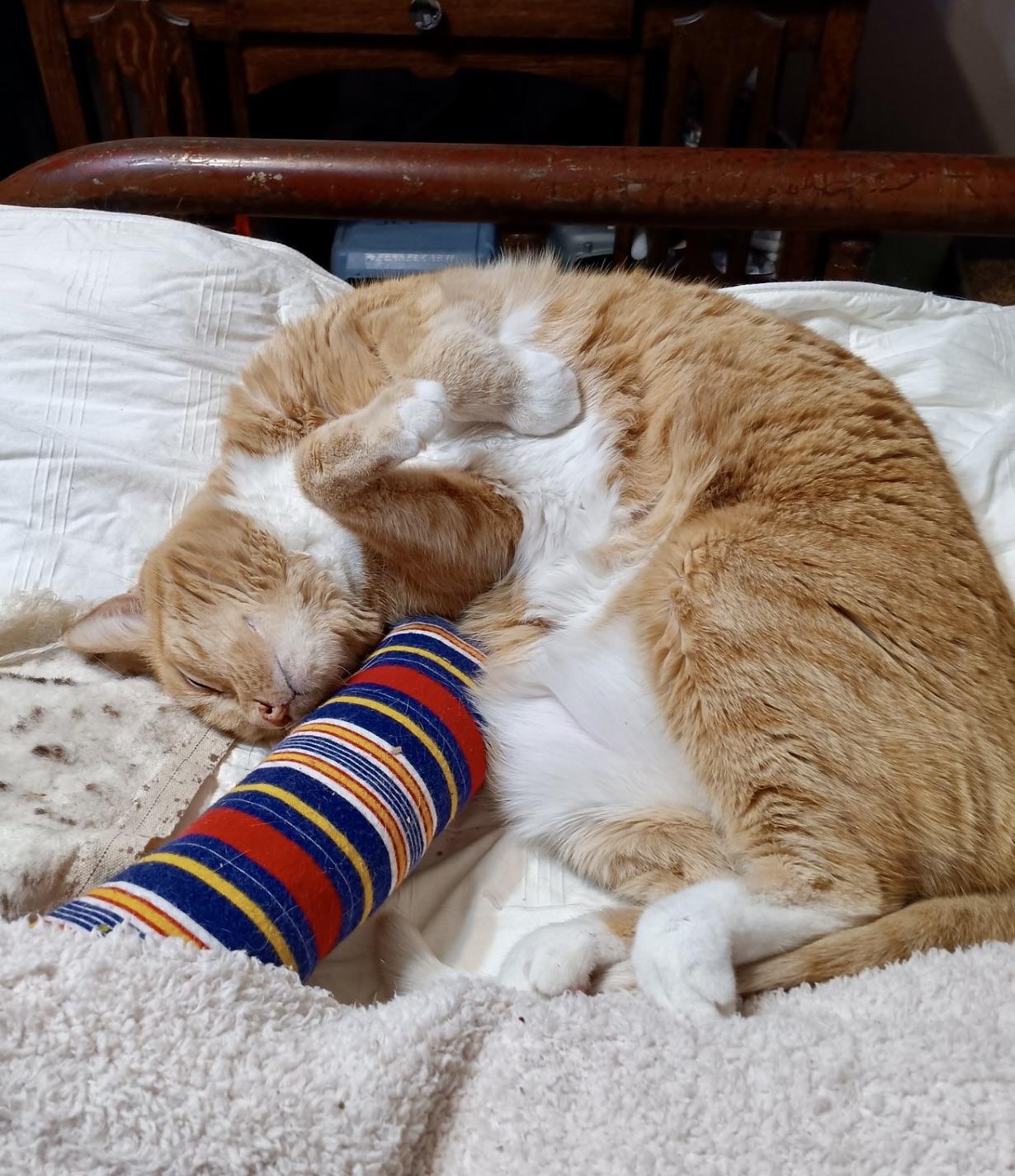 Enlarge Cinnabon, an adopted Domestic Short Hair in BLACK MOUNTAIN, NC image 3/4