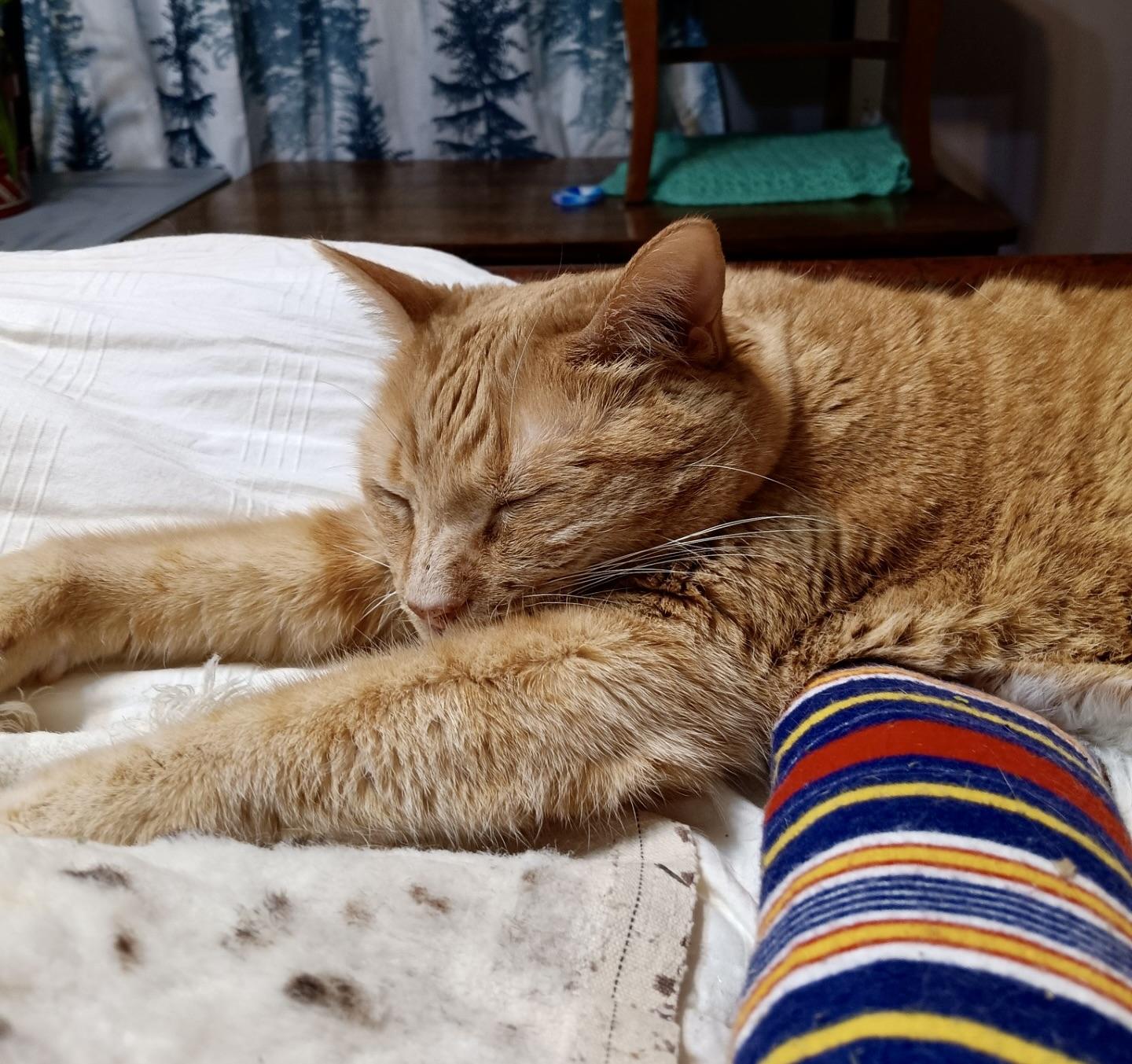 Enlarge Cinnabon, an adopted Domestic Short Hair in BLACK MOUNTAIN, NC image 4/4