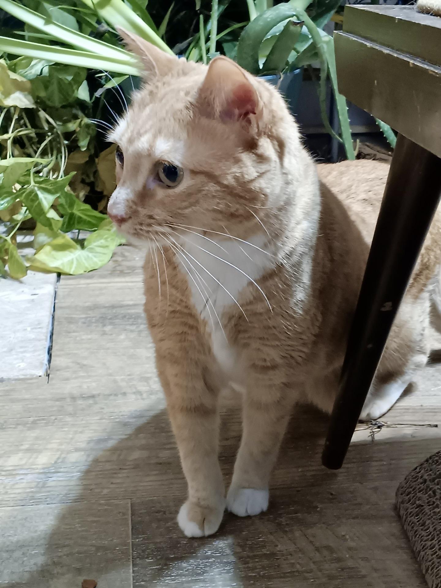 Enlarge Cinnabon, an adopted Domestic Short Hair in BLACK MOUNTAIN, NC image 1/4