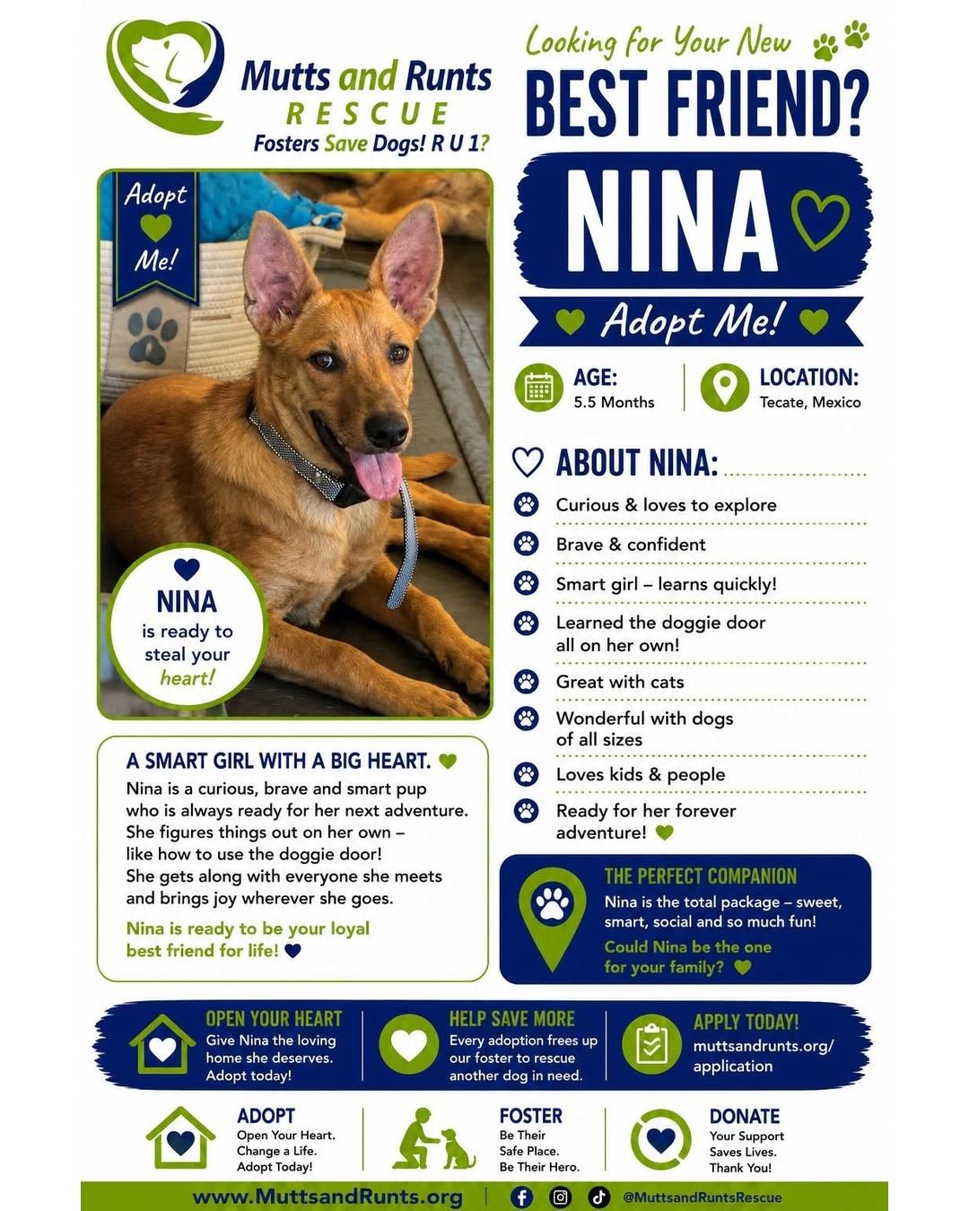 Nina, Adoptable, Puppy Female Shepherd.
