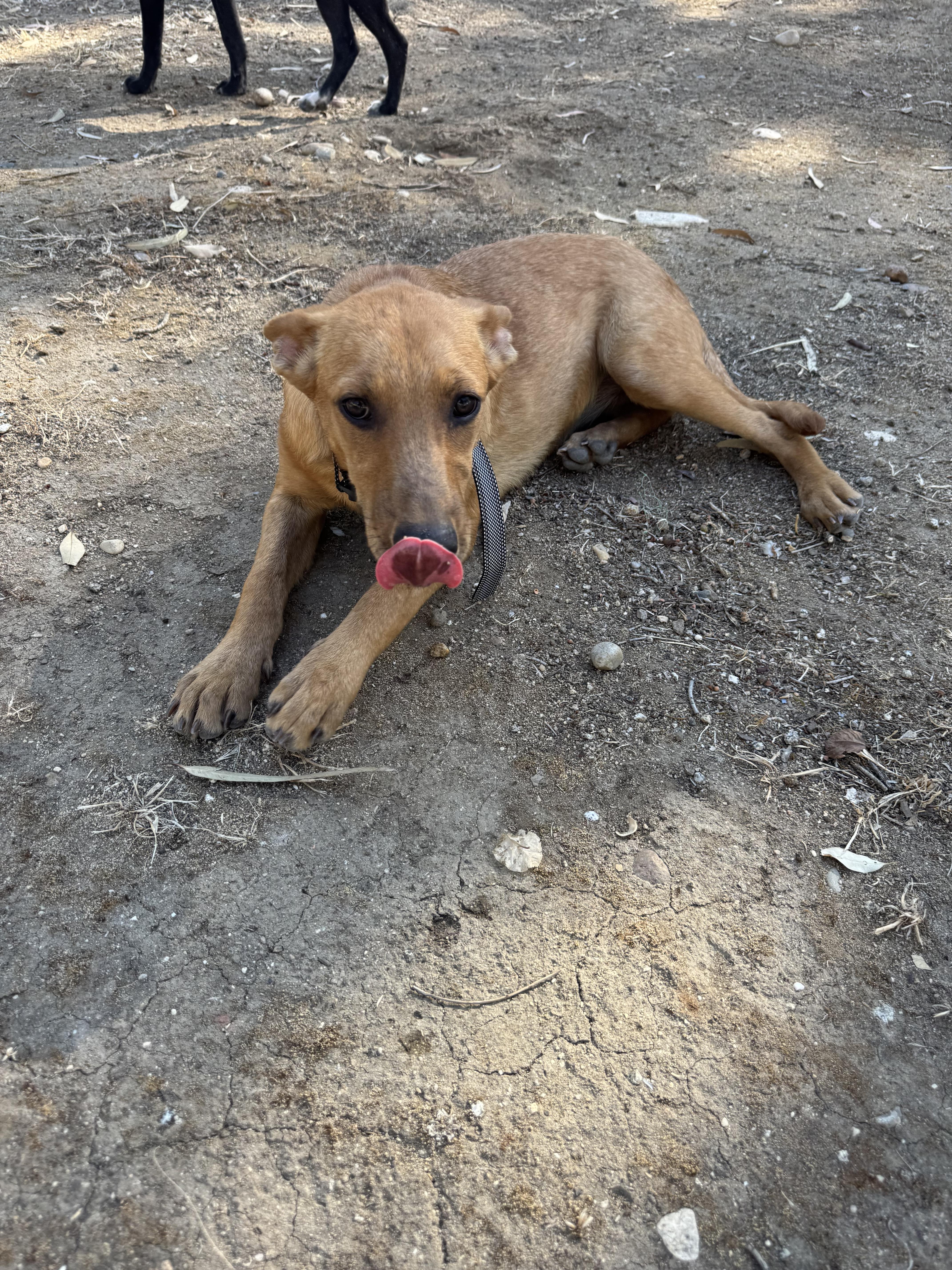 Enlarge Nina, a Adoptable mixed breed in Bakersfield, CA image 2/5