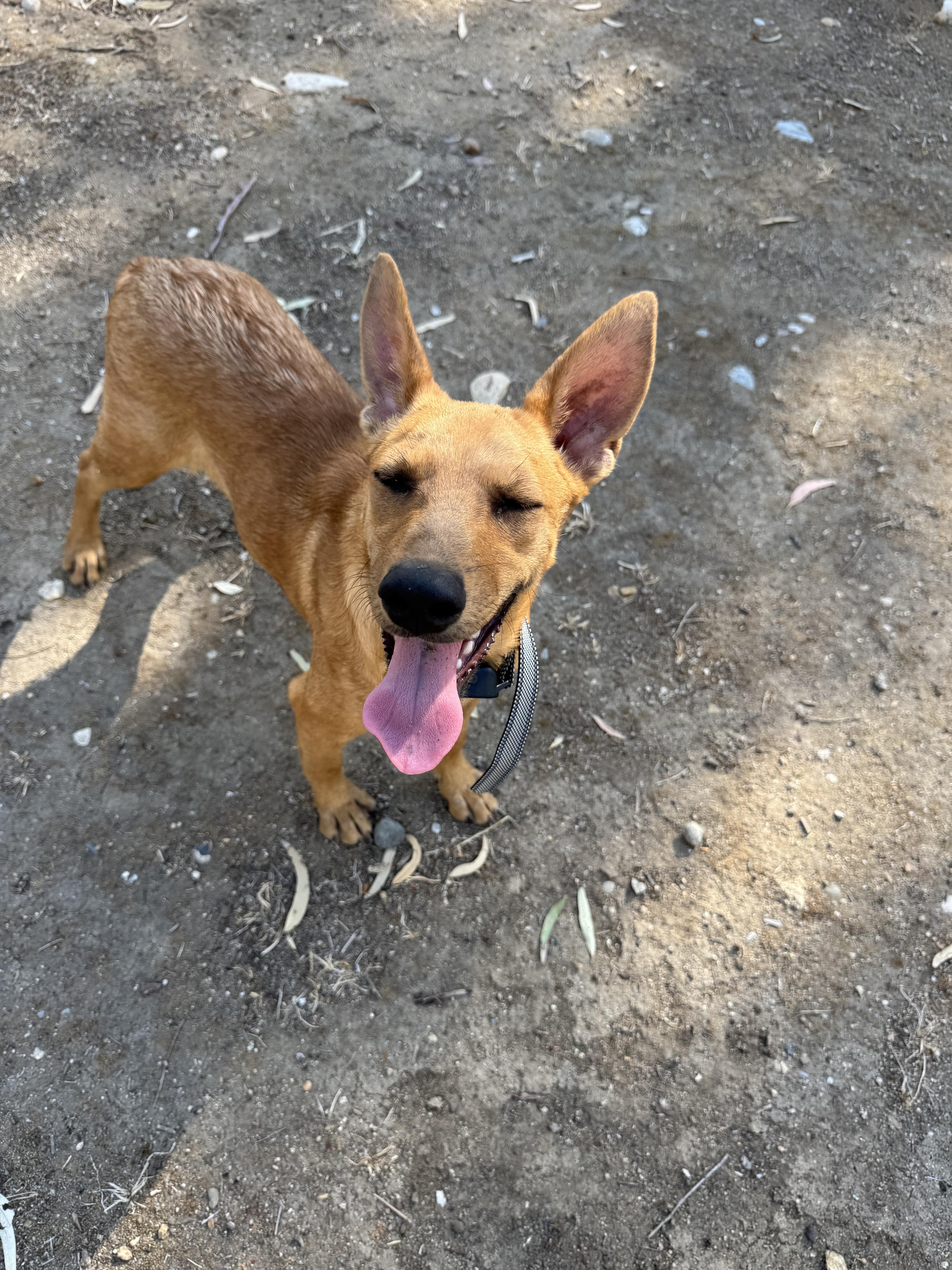Enlarge Nina, a Adoptable mixed breed in Bakersfield, CA image 3/5
