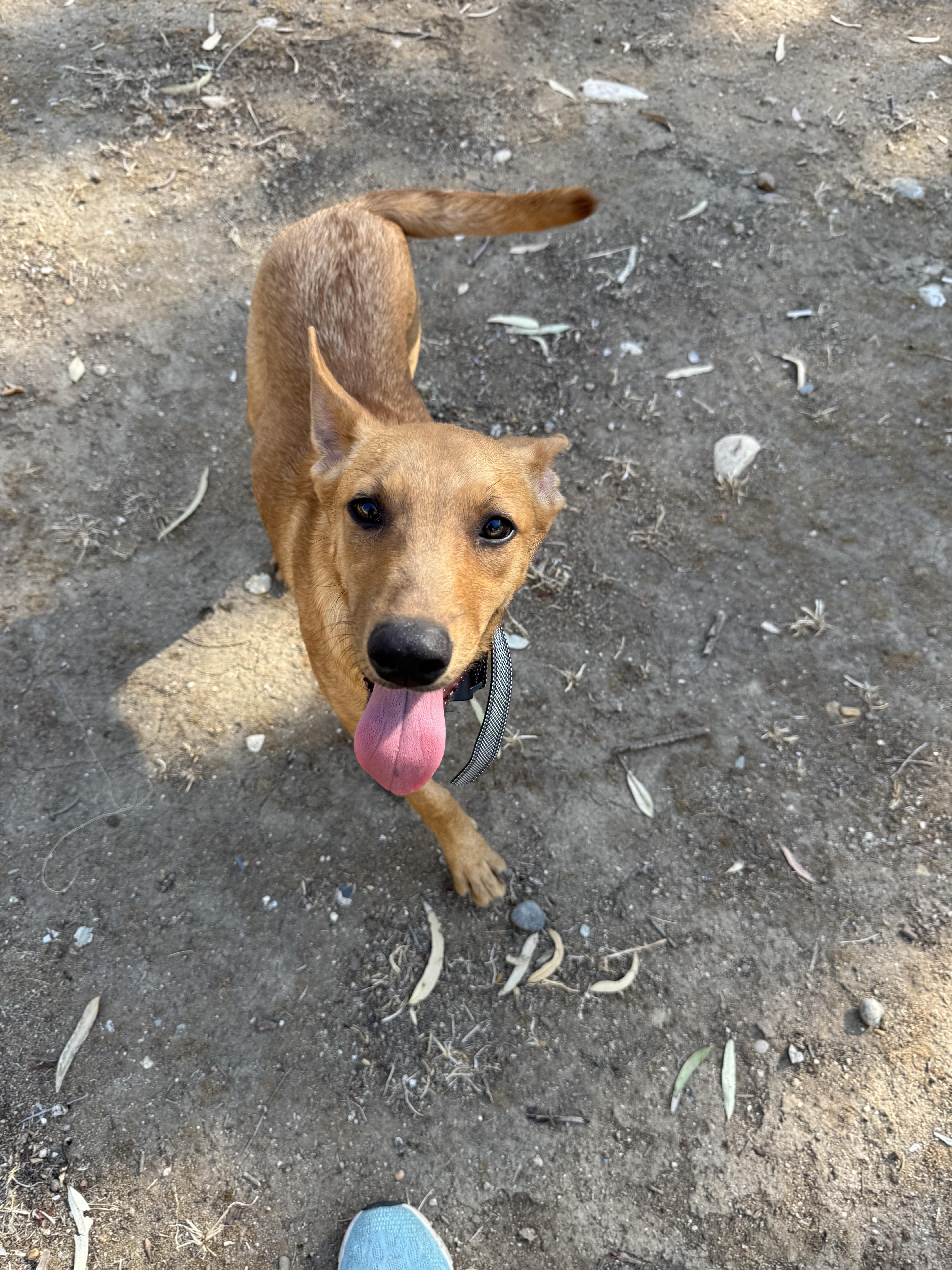 Enlarge Nina, a Adoptable mixed breed in Bakersfield, CA image 4/5