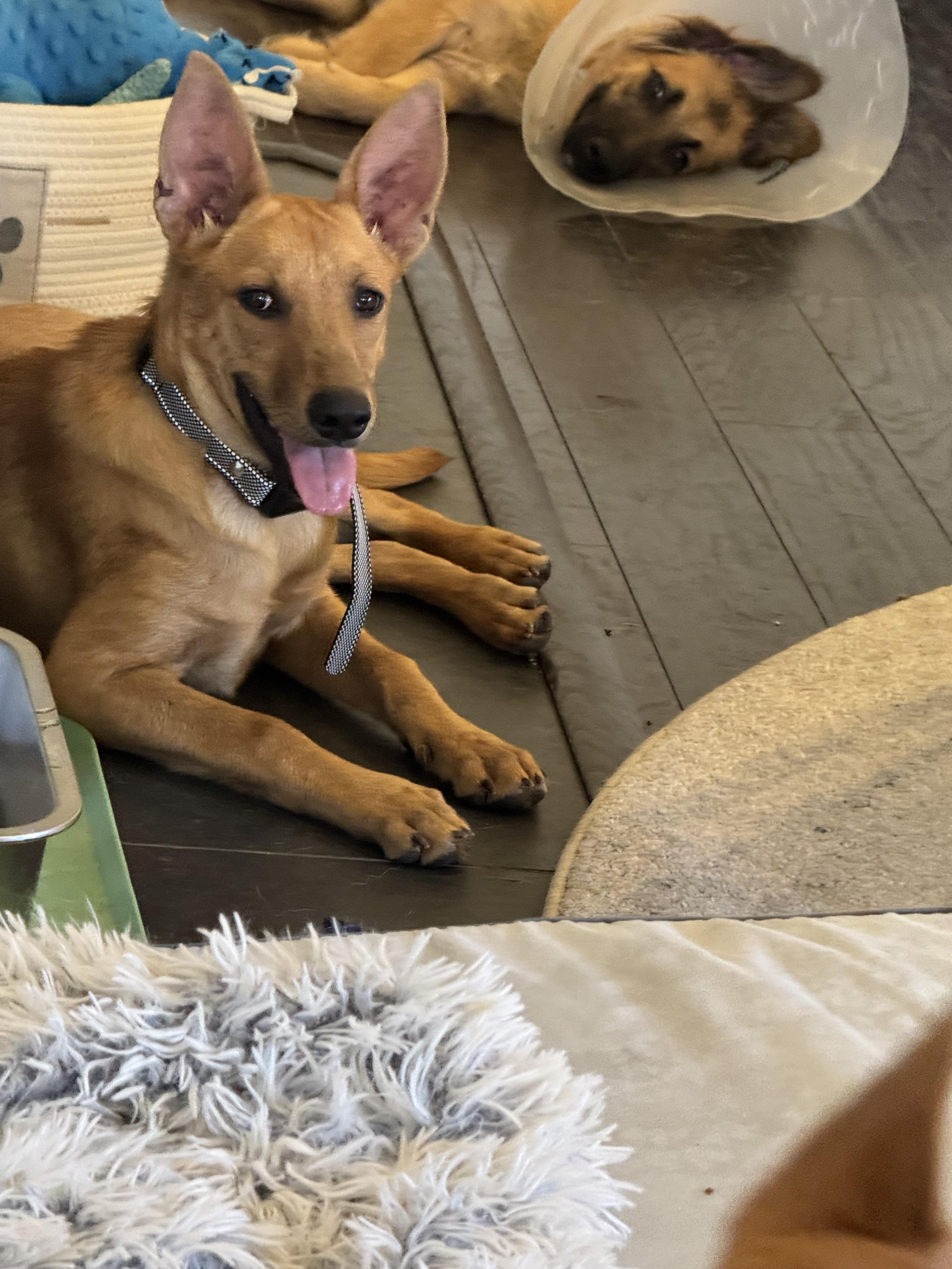 Enlarge Nina, a Adoptable mixed breed in Bakersfield, CA image 5/5