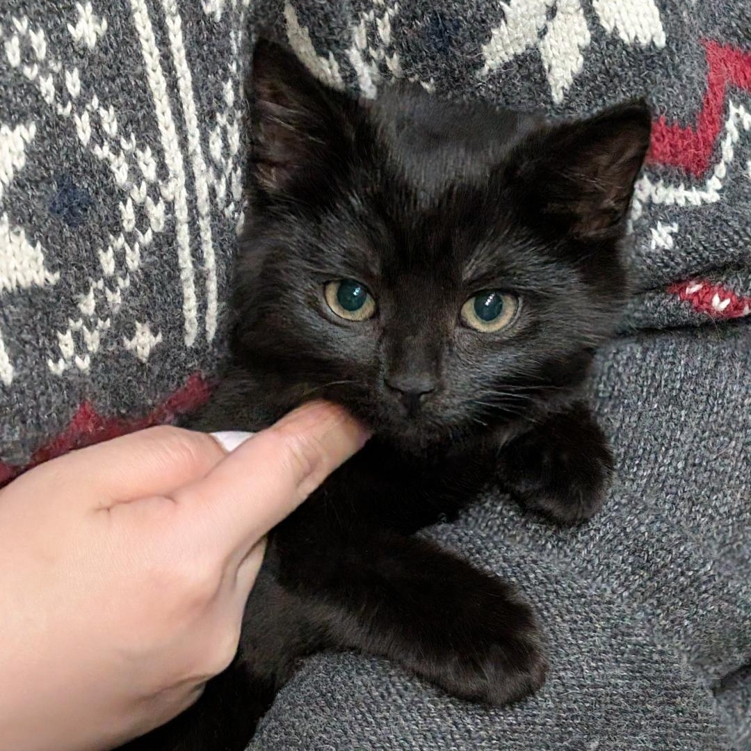 Rodrigo, ADOPTABLE, Kitten Male Domestic Short Hair.