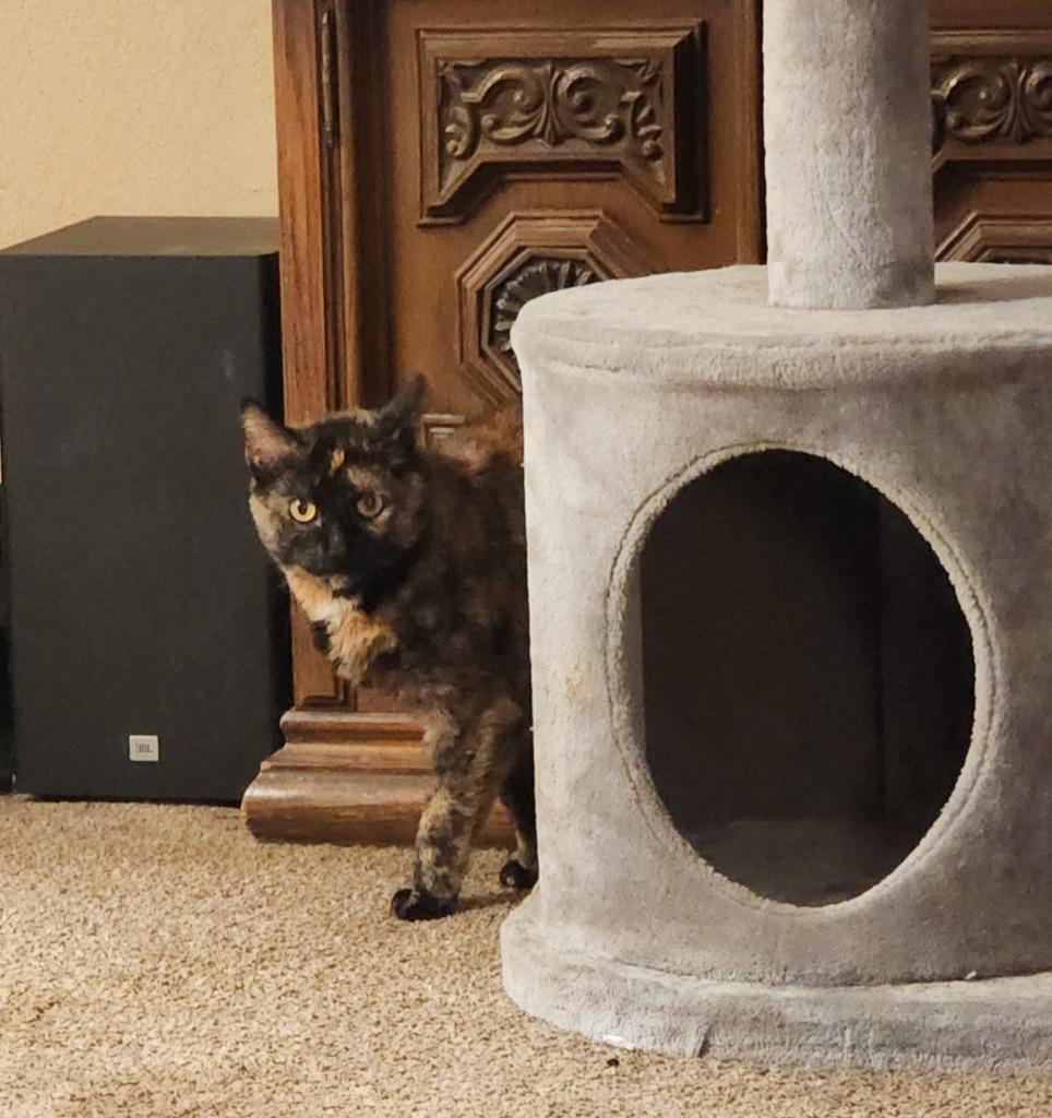 Whiskey, Adoptable, Senior Female Domestic Short Hair.