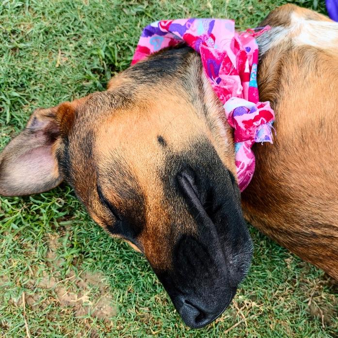 Shasta Gail (New Digs)