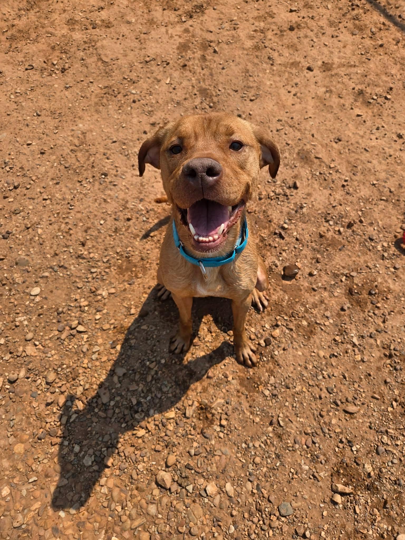 Sangria, ADOPTABLE, Adult Female Mixed Breed.