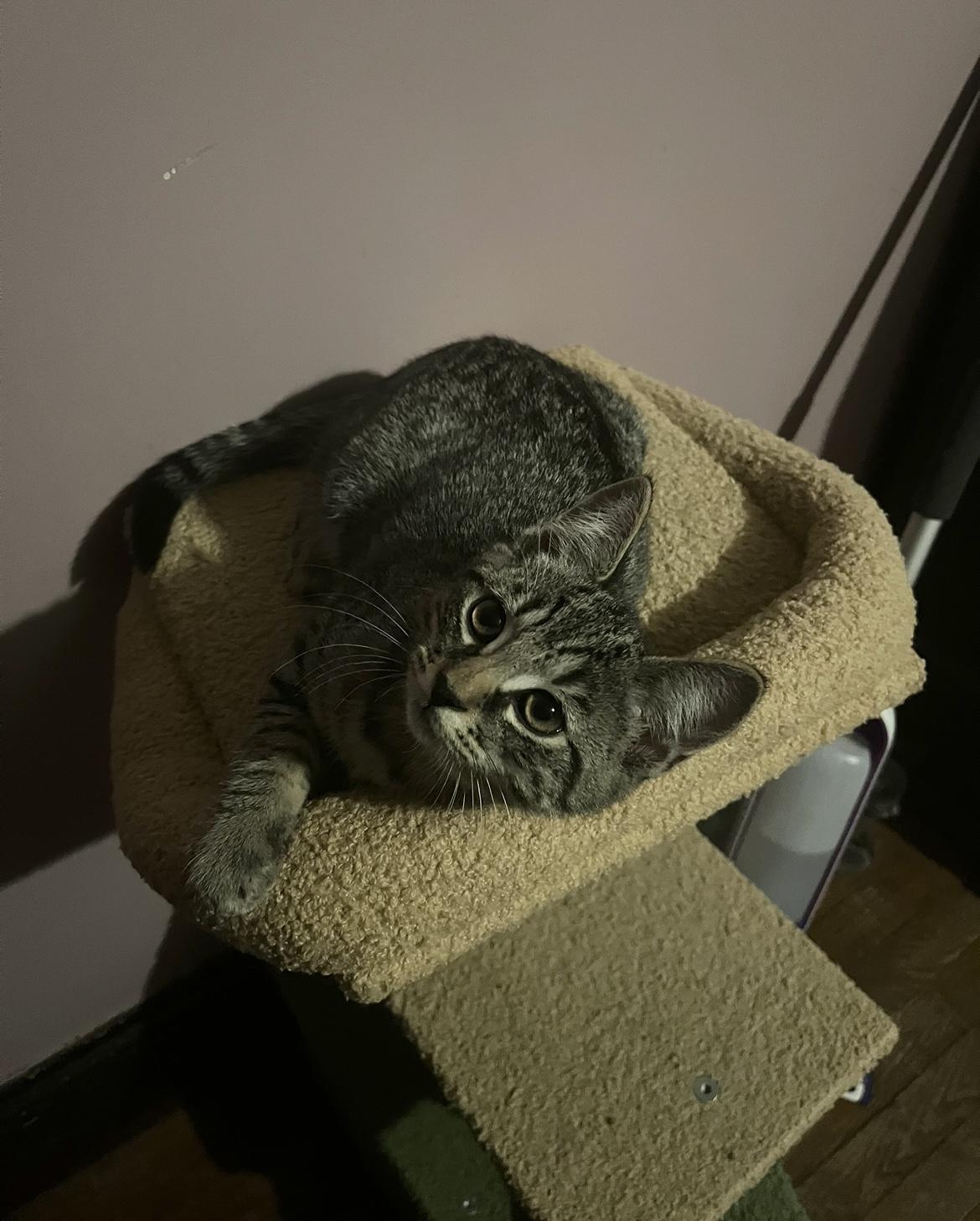 Enlarge Clover, a Adoptable Domestic Short Hair in Belchertown, MA image 2/2