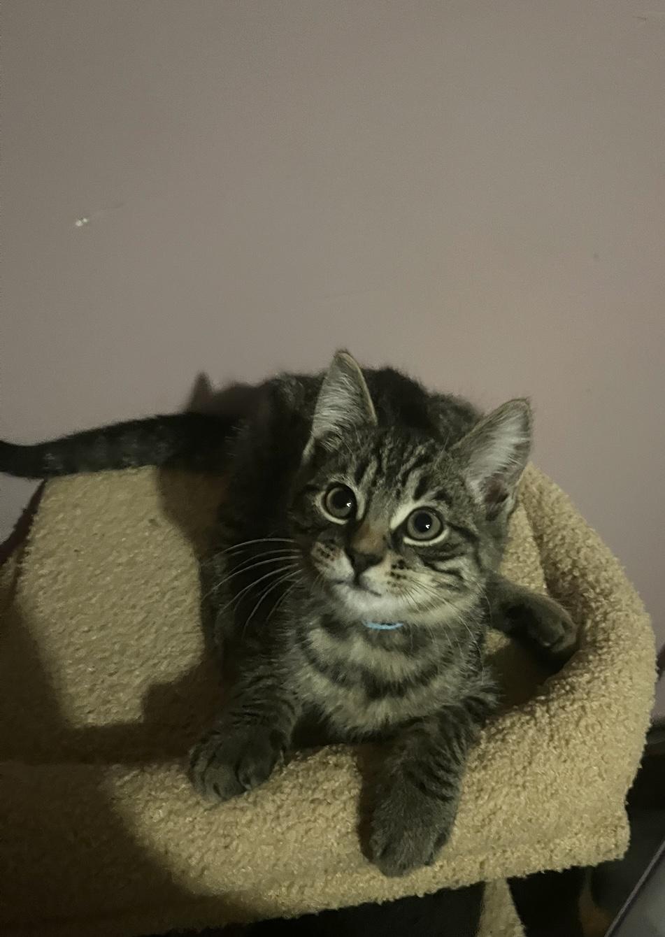 Clover, Adoptable, Young Male Domestic Short Hair.
