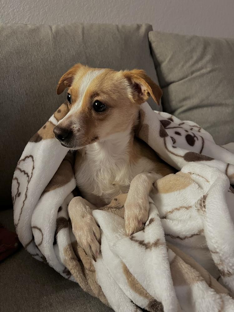 Chief, Adoptable, Adult Male Chihuahua.