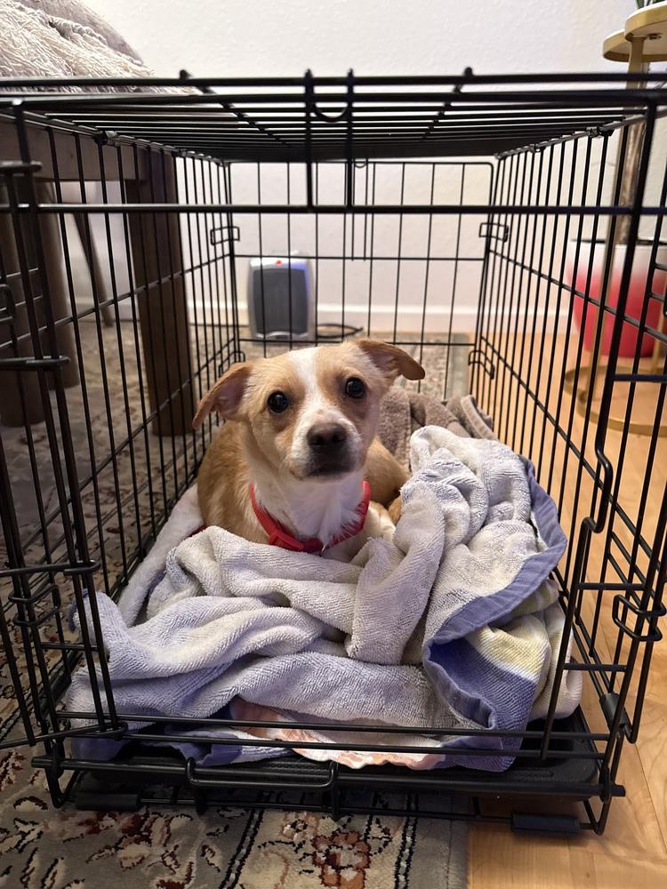 Enlarge Chief, a Adoptable Chihuahua in Denver, CO image 2/6