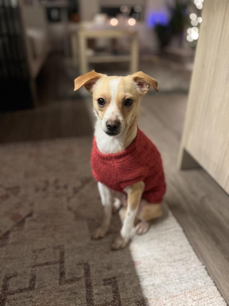 Enlarge Chief, a Adoptable Chihuahua in Denver, CO image 3/6