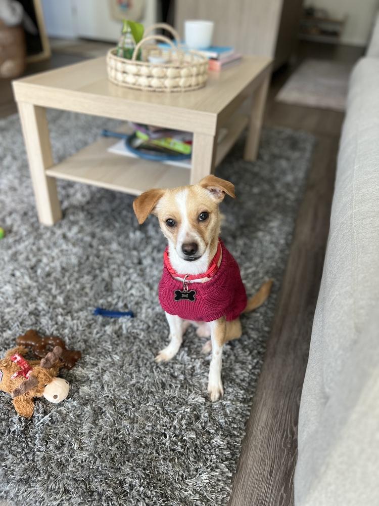 Enlarge Chief, a Adoptable Chihuahua in Denver, CO image 4/6