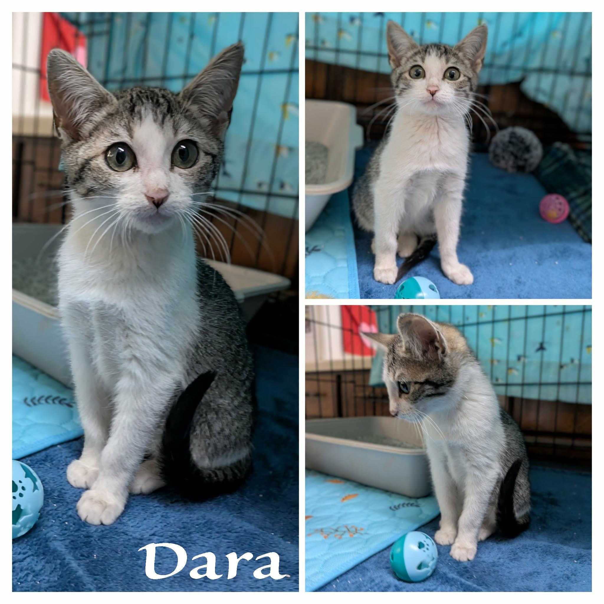 Enlarge Dara, a ADOPTABLE mixed breed in Ozark, AL image 5/5