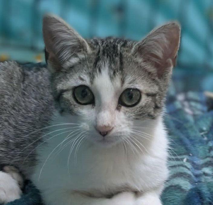 Dara, ADOPTABLE, Kitten Female Domestic Short Hair.