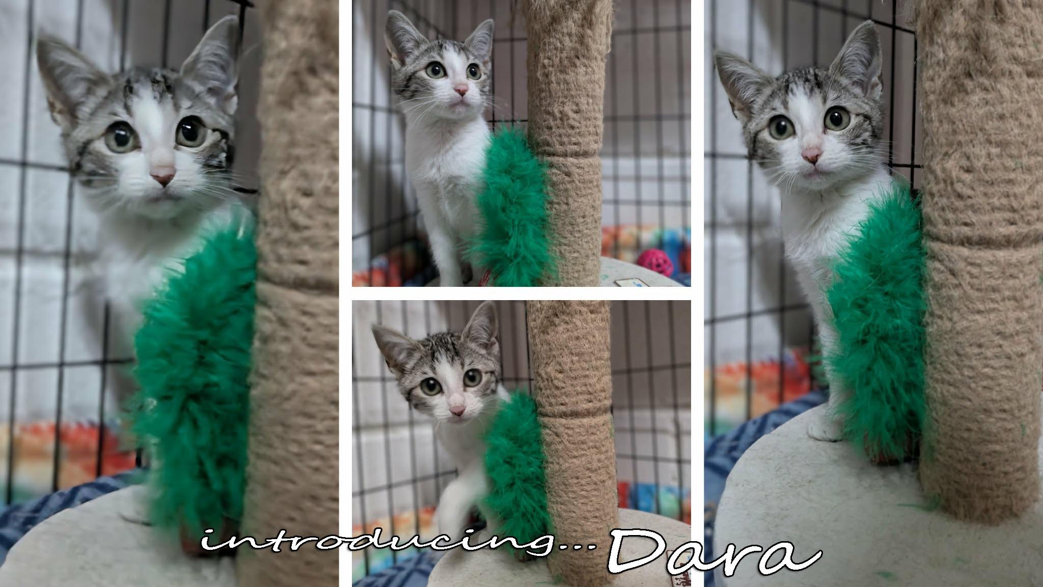 Enlarge Dara, a ADOPTABLE mixed breed in Ozark, AL image 2/5