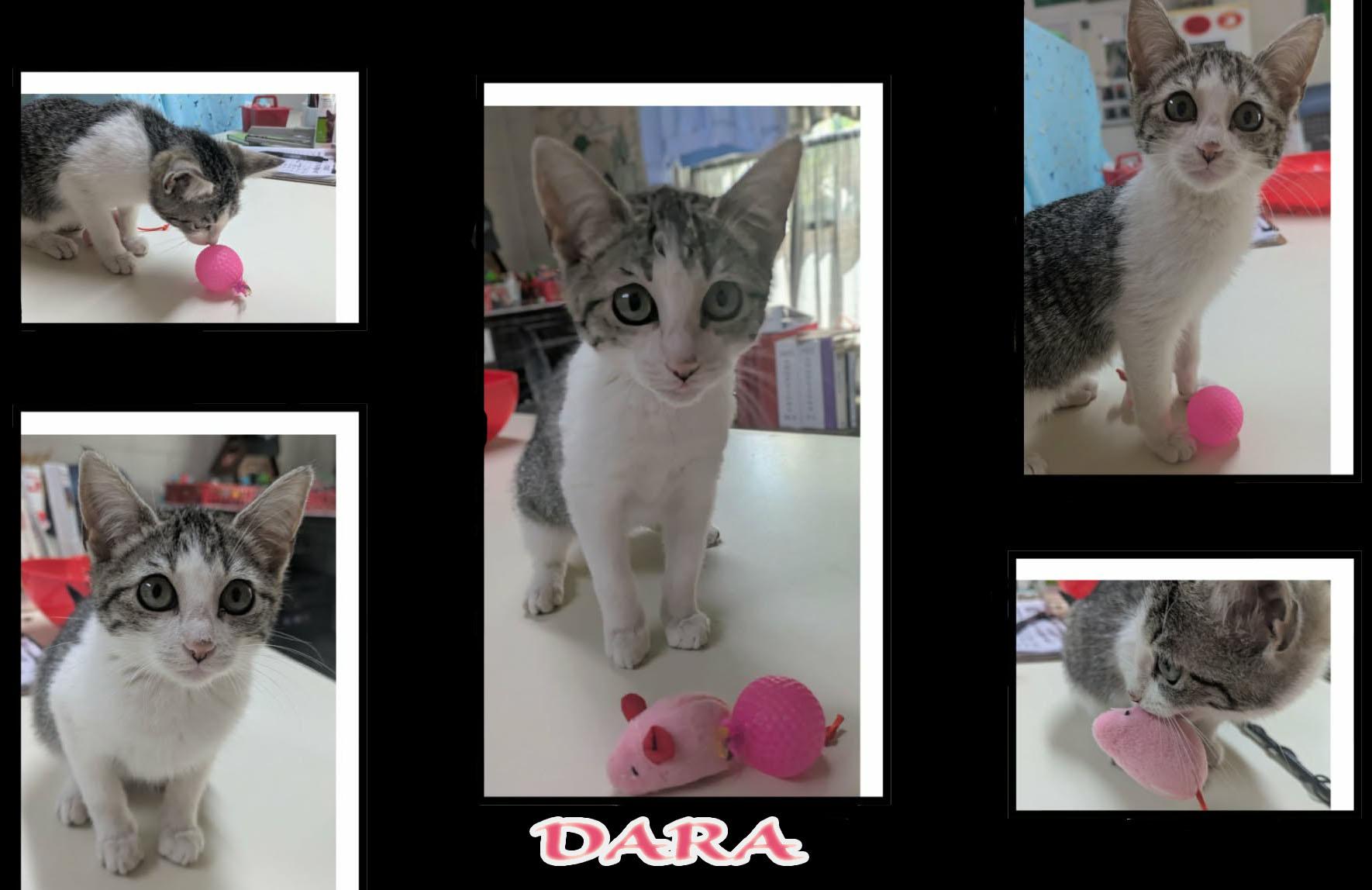 Enlarge Dara, a ADOPTABLE mixed breed in Ozark, AL image 4/5