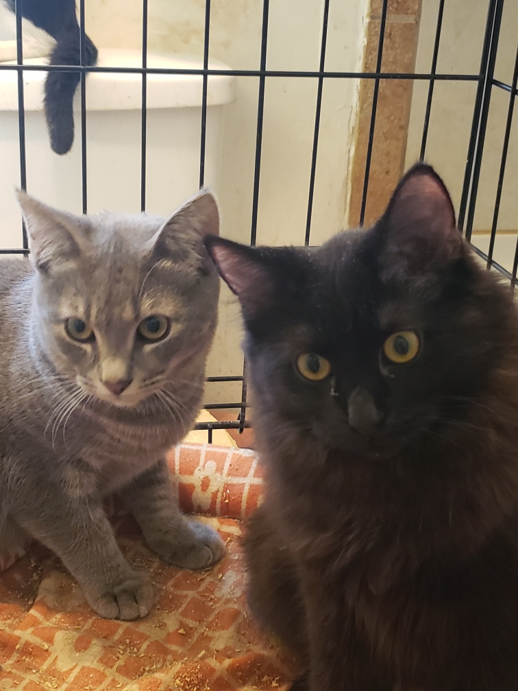 Cat for adoption Barry and Beary, a Maine Coon & Domestic Long Hair
