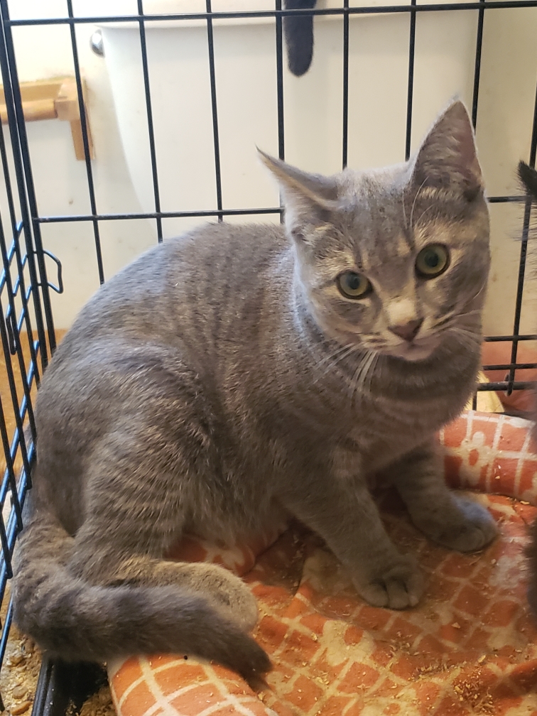 Cat for adoption Barry and Beary, a Maine Coon & Domestic Long Hair