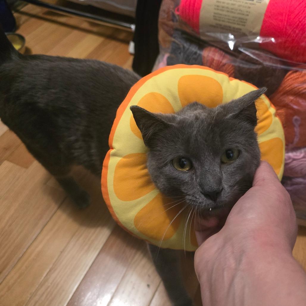 Enlarge Victoria, a Adoptable Domestic Short Hair in Danbury, CT image 1/2