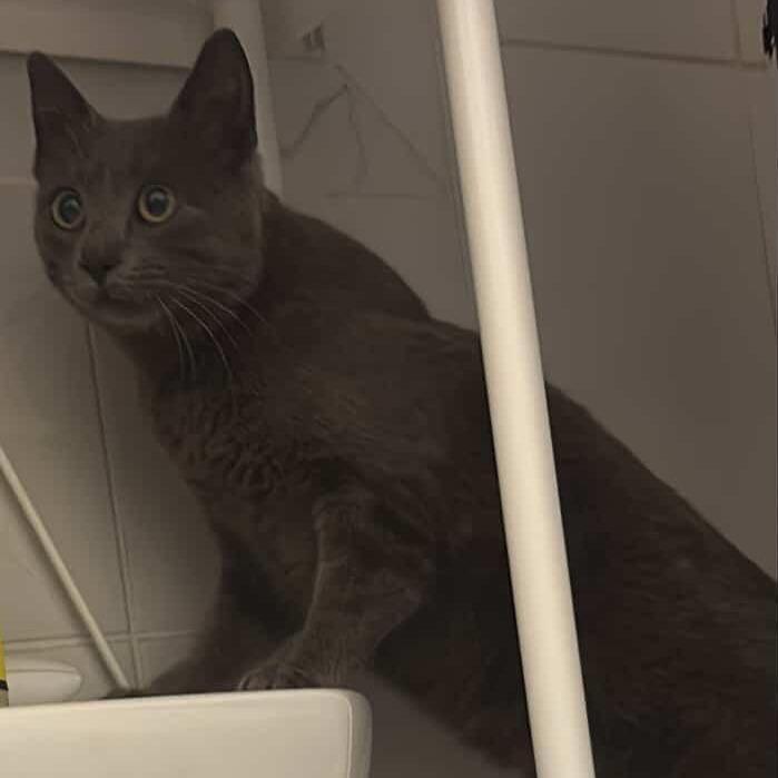 Enlarge Victoria, a Adoptable Domestic Short Hair in Danbury, CT image 2/2