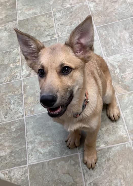 BEEZUS, Young Female Mixed Breed