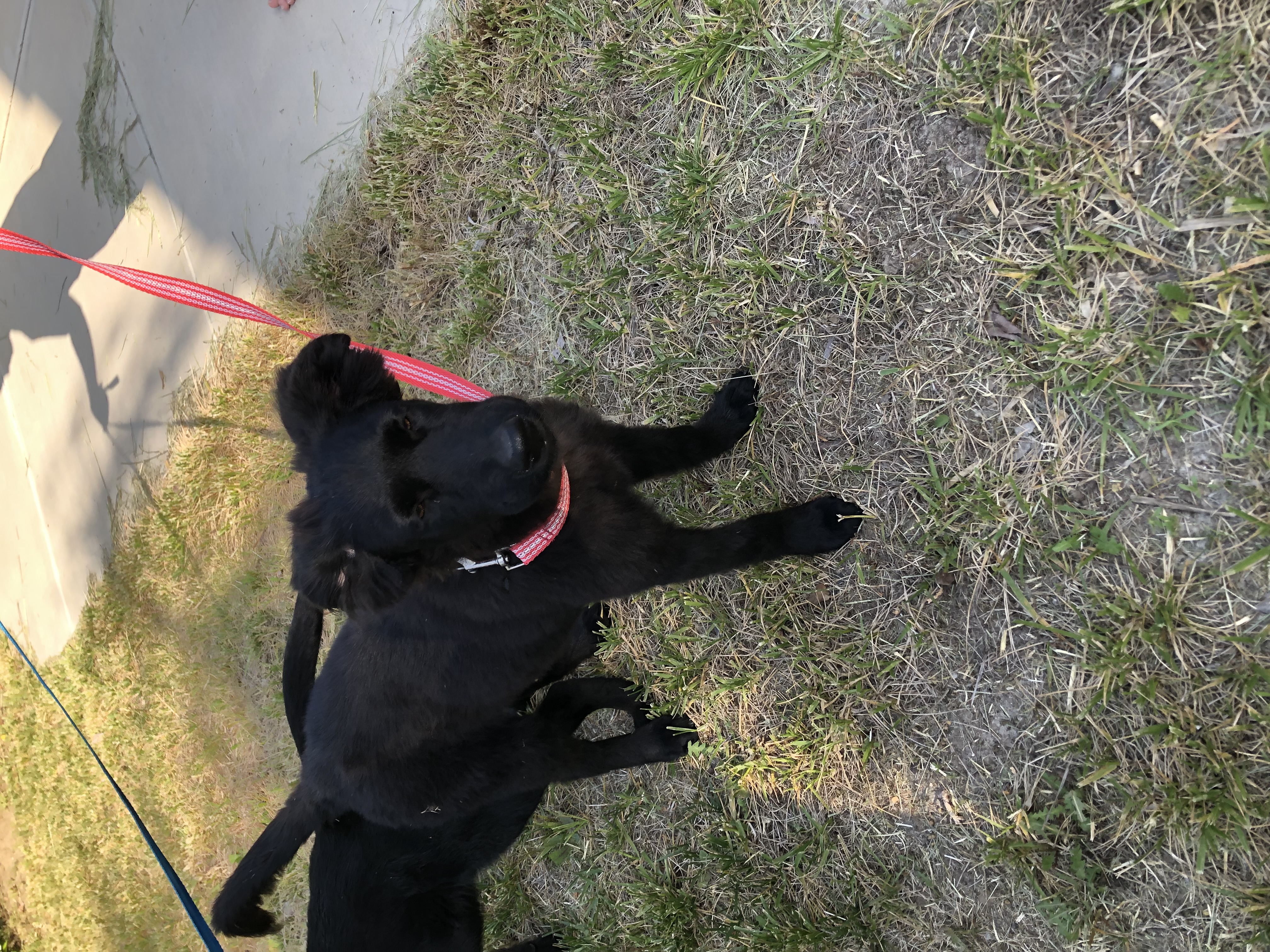 Bailey, Baby Female Black Labrador Retriever