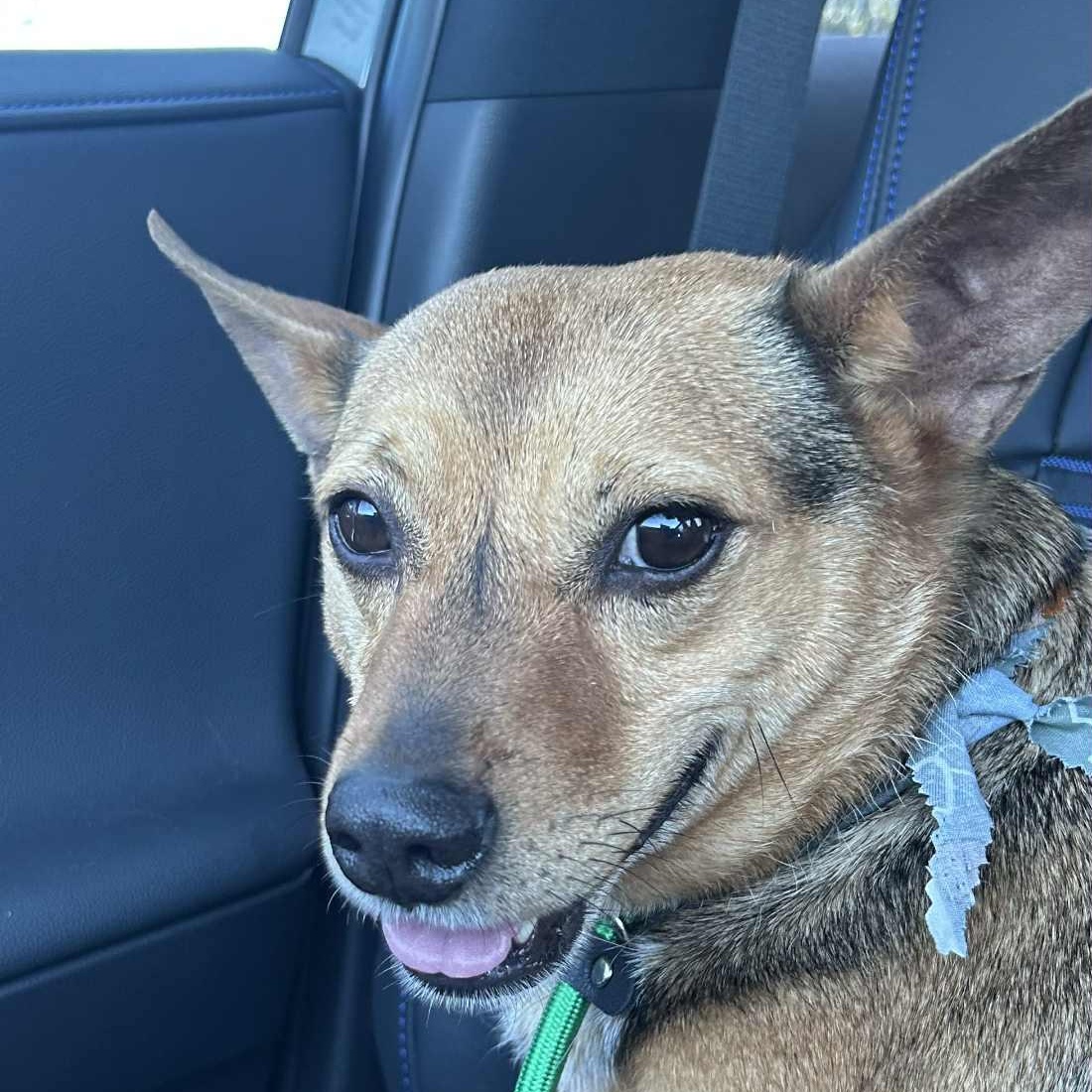 Enlarge BRODY, a Adoptable mixed breed in Flower Mound, TX image 5/5